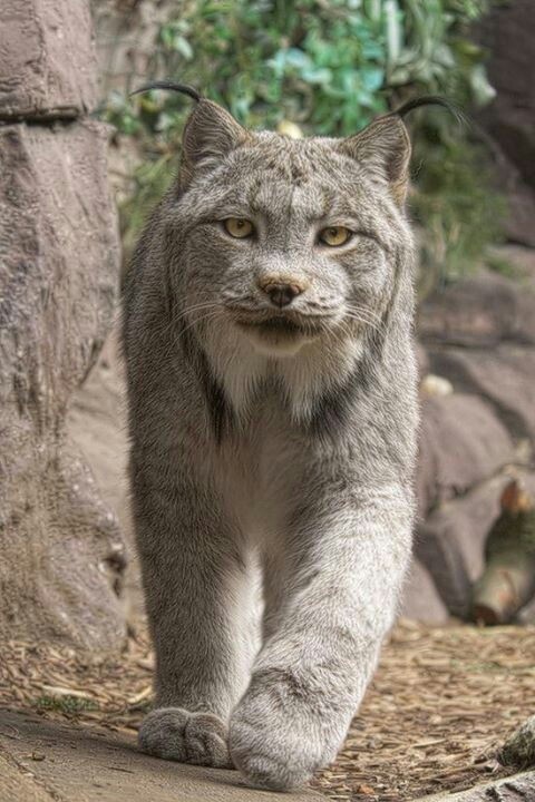 Trey lynx-handsome.jpg