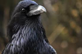 Raven13.jpg