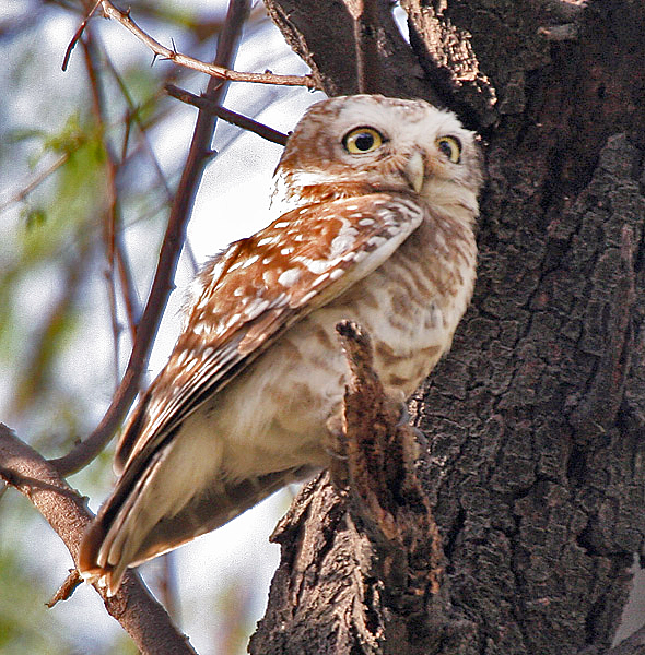 Spotted Owlet (Athene brama) at Bharatpur I IMG 5277.jpg
