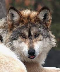Wolf tongue.jpg