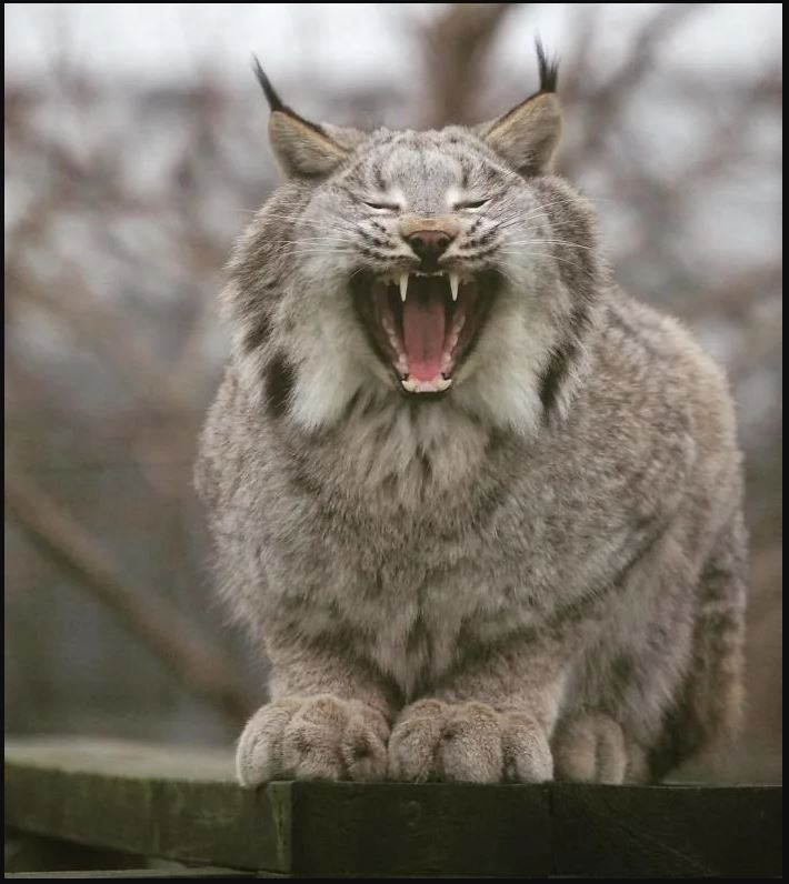 Lynx-yawn.JPG