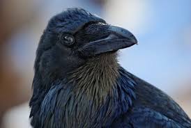 Raven11.jpg