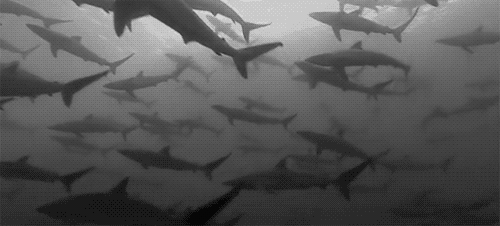 Sharks.gif