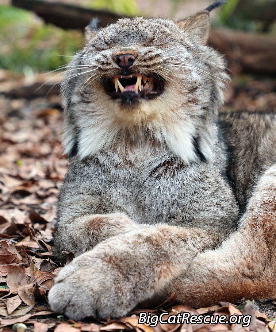 Trey laughing lynx.jpg