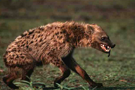 Hyena1.jpg