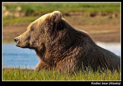Kodiak Bear 3.jpg