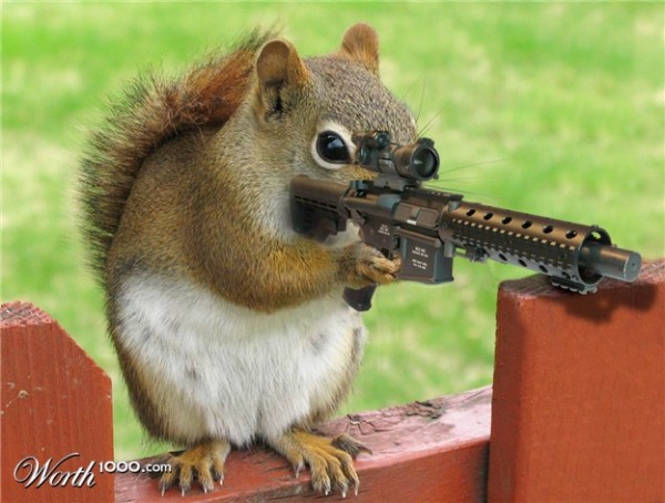 Squirrel.jpg