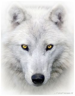 Wolfbasi1.jpg