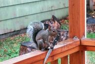 Squirrel9.jpg