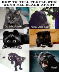 Gothcats.jpg