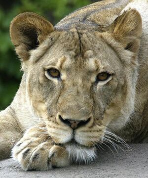 Jumana-Lioness.jpg