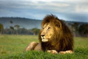 Lion-Kenya.jpg