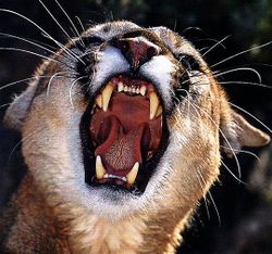 Cougar-snarling.jpg