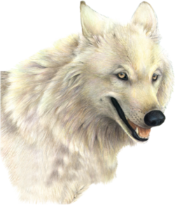 Whitewolf.png