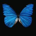 Blue-butterfly small.jpg