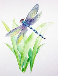DragonflyWatercolor.jpg