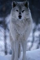 Ikniwolf1.jpg