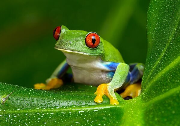 Frog.jpg
