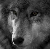 Vidarwolf.jpg