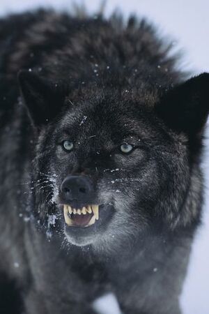 Reno Wolf1.jpg