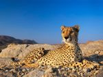 Cheetah02.jpg