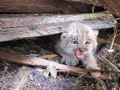 Lynx Kitten.jpg