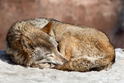 Sleepingwolf.jpg