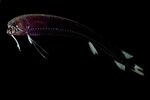 VikaDragonfish.jpg
