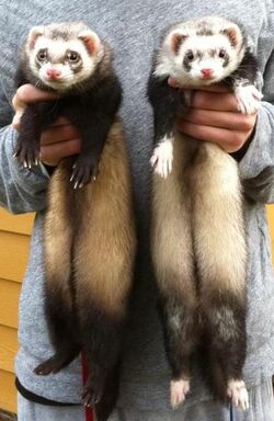 Ferrets.jpg