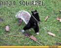 Squirrel5.jpeg